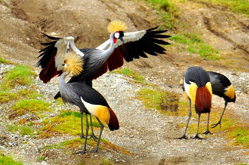 Grues grises couronnées - Parc national du Serengeti - Tanzanie