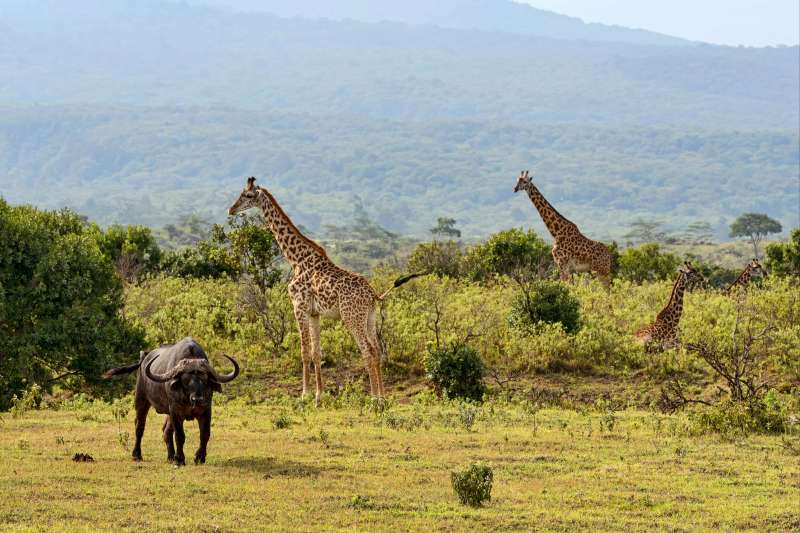 Safari grandeur nature en lodge... 