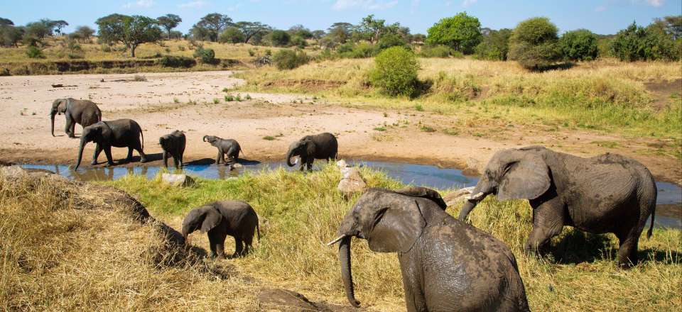 Safari en famille dans les plus beaux parcs du nord de la Tanzanie, avec nuits en lodge de charme et camp de toile tout confort 
