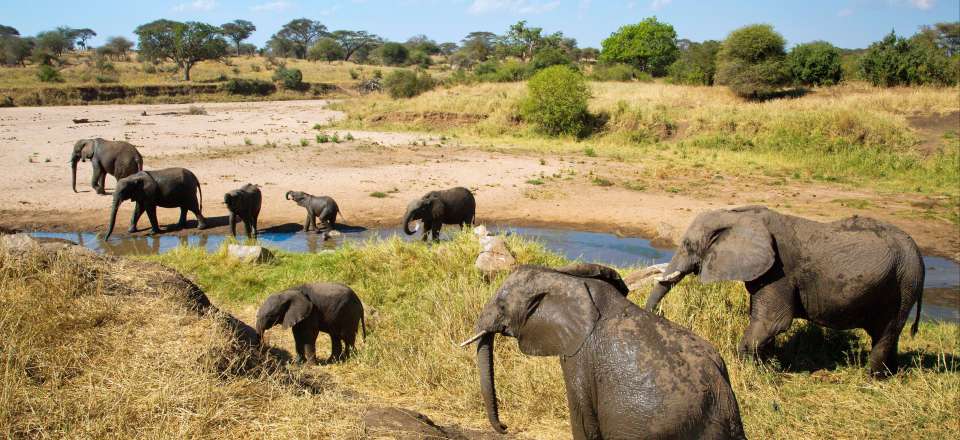 tanzanie safari