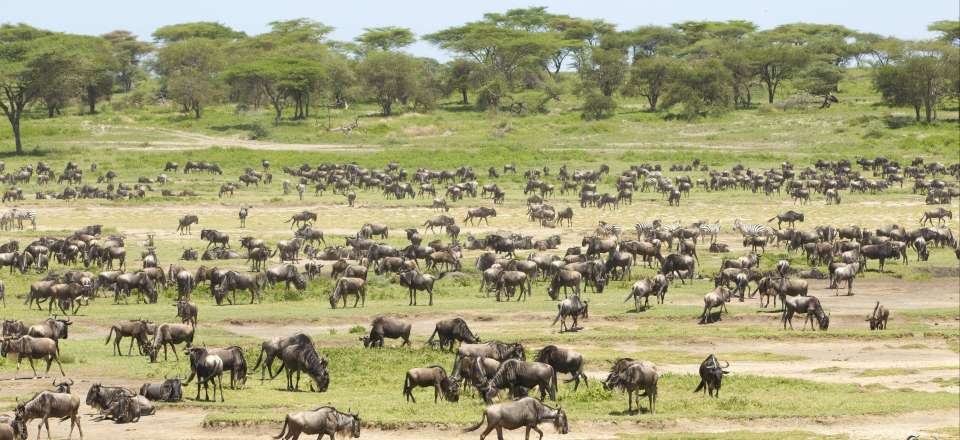 Au coeur de la grande migration des Gnous dans les Parcs du Nord Tanzanie...