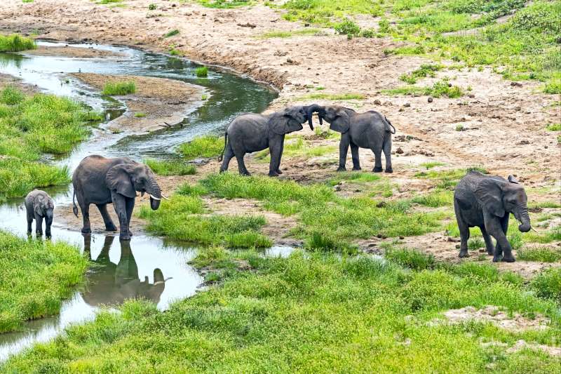 Eléphants dans le parc national de Tarangire - Tanzanie