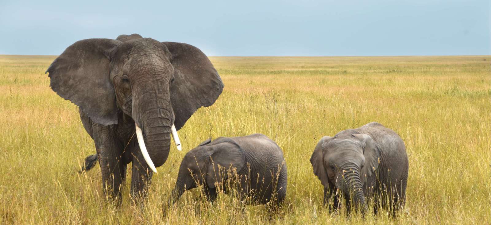 Image Du Serengeti à Zanzibar version confort