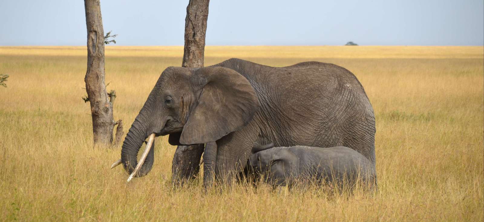 Image La Tanzanie du nord au sud