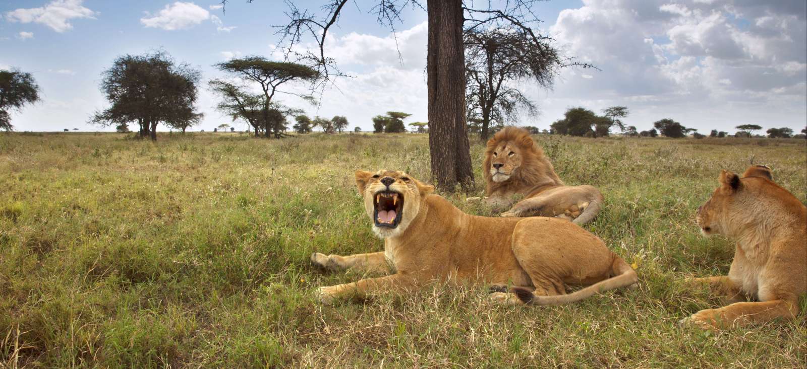 Safari - Au royaume des Félins