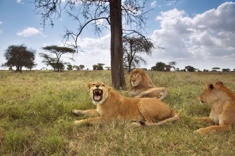 Safari en famille dans les Parcs du Serengeti, de Tarangire et du cratère du Ngorongoro