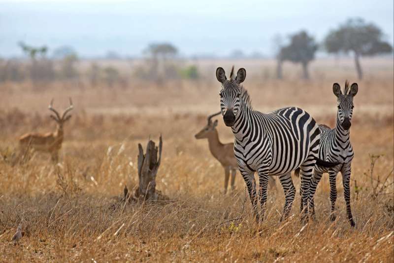 Image Safari dans les plus beaux Parcs du Sud