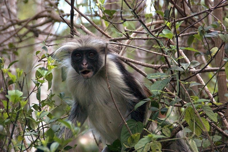 Parc national Jozani Chwaka Bay - Ile de Unguja - Zanzibar - Tanzanie