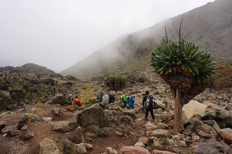 Trek entre Shira et Barranco Camp - Kilimandjaro - Tanzanie