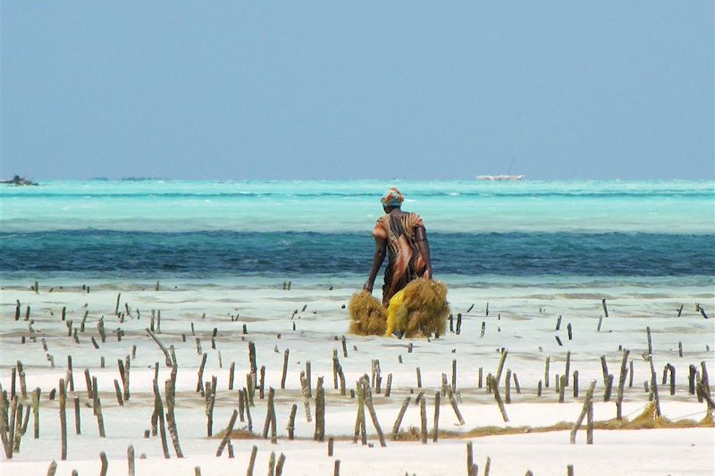 Collecte des algues - Jambiani - Zanzibar - Tanzanie