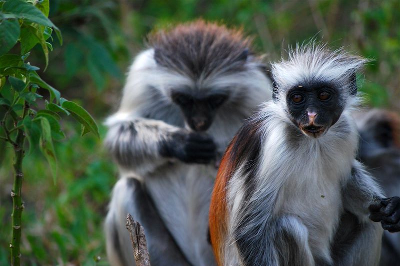 Colobe rouge - Parc nationale de Gombe Stream - Tanzanie