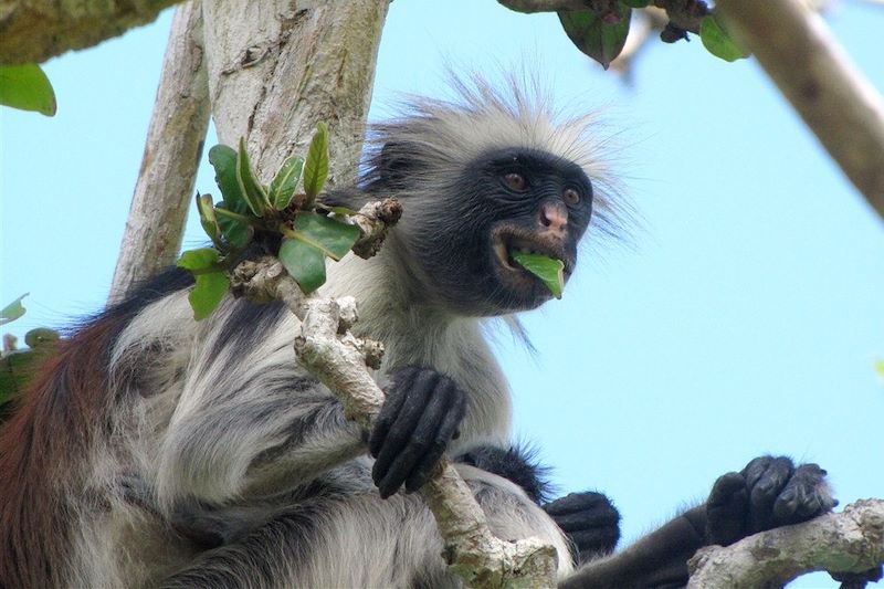 Quand y’en a marre, y’a Zanzibar !