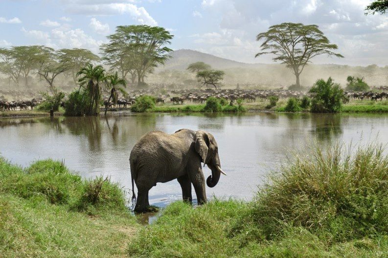 Des plaines du Serengeti aux plages de Zanzibar 