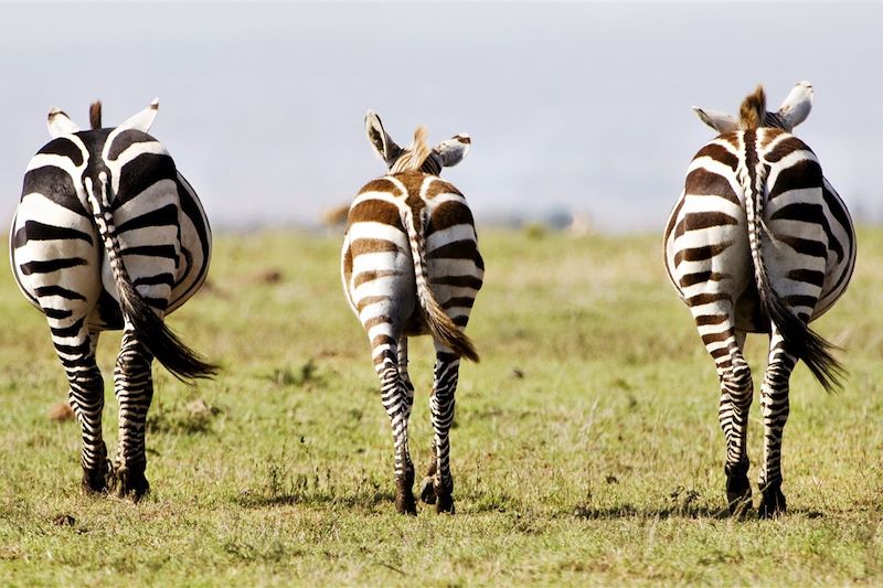 Parc du Serengeti - Tanzanie