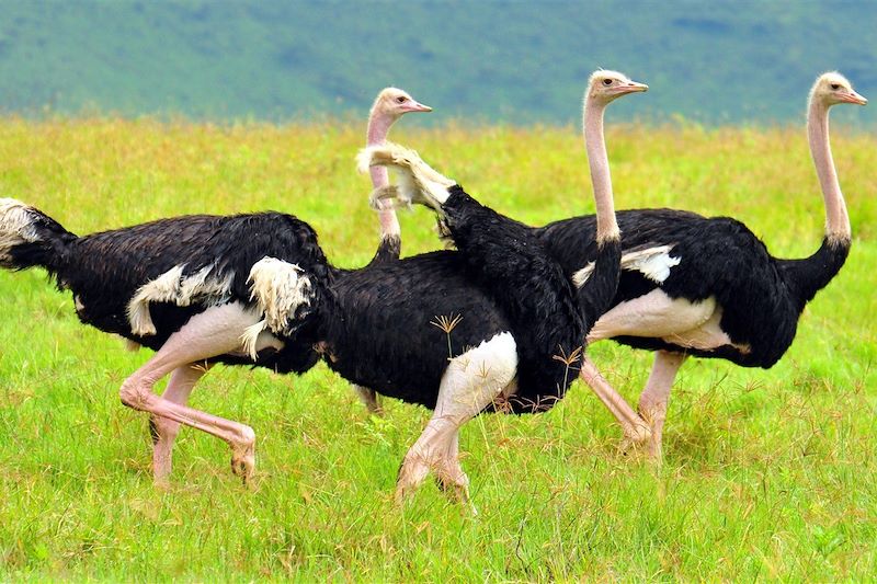 Autruches dans le cratère du Ngorongoro - Tanzanie