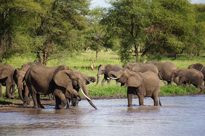 Éléphants dans le parc du Tarangire - Tanzanie