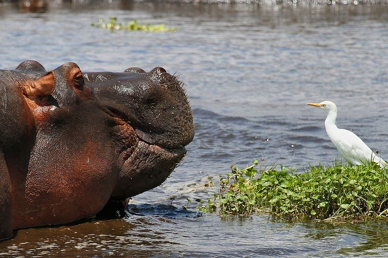 Hippotame et oiseau - Tanzanie