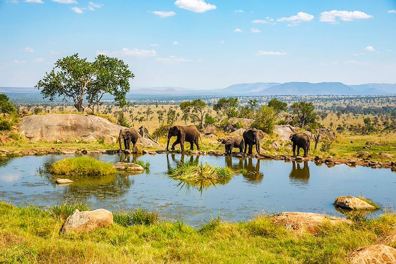 Éléphants à un point d'eau - Parc National du Serengeti - Tanzanie 