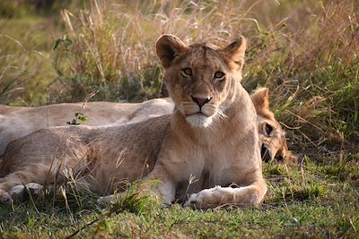 Des plaines du Serengeti aux plages de Zanzibar  3