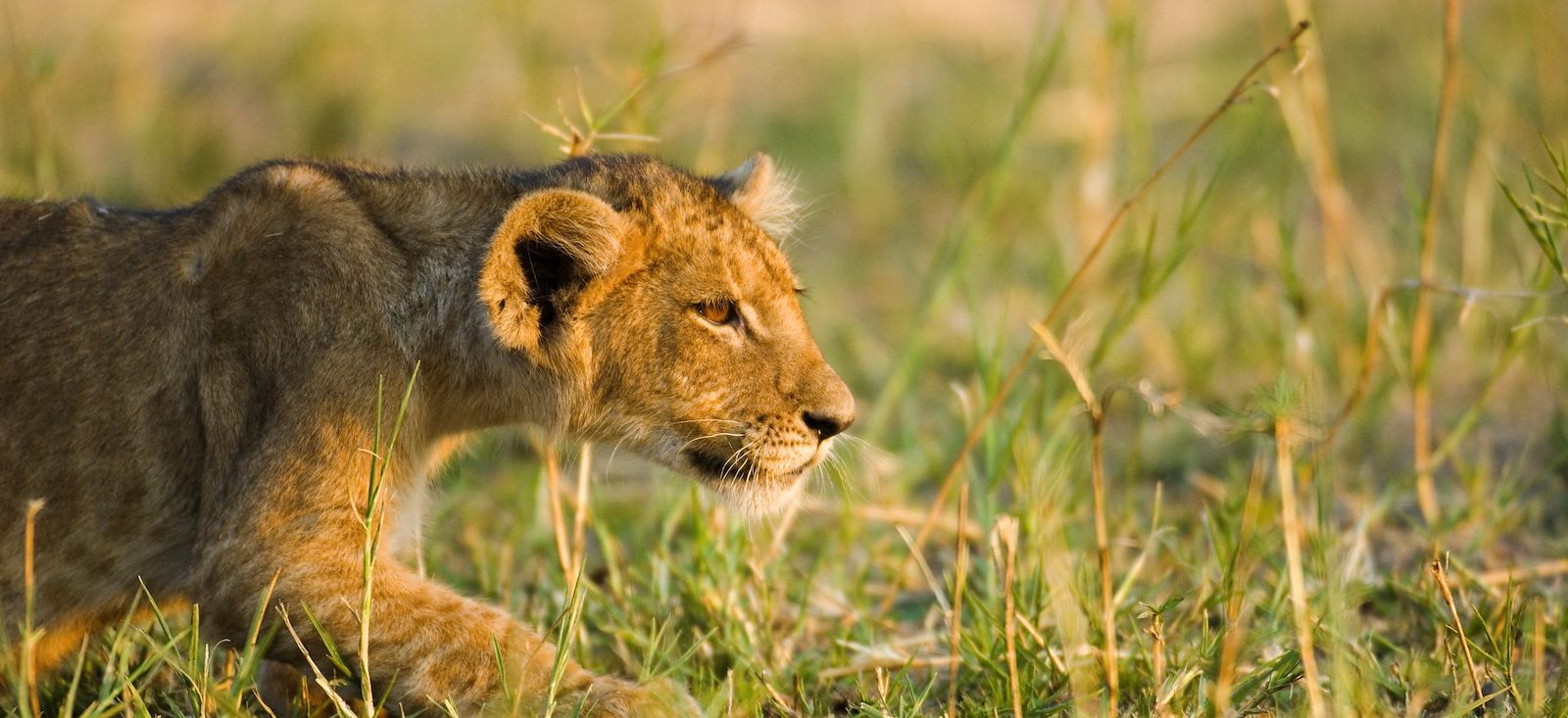 Voyage découverte - Katavi & Ruaha, la Tanzanie sauvage