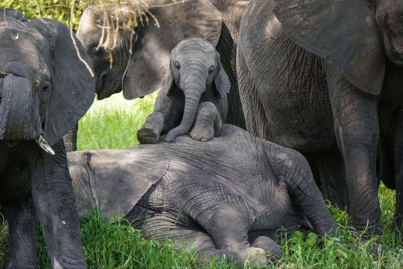 Éléphants dans le parc du Tarangire - Tanzanie
