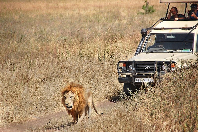 Safari grandeur nature en lodge... 