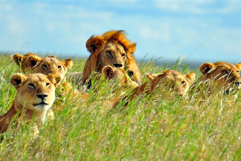 Lions dans le Parc National du Serengeti - Tanzanie