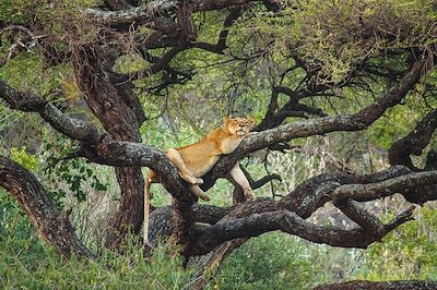 voyage Tanzanie
