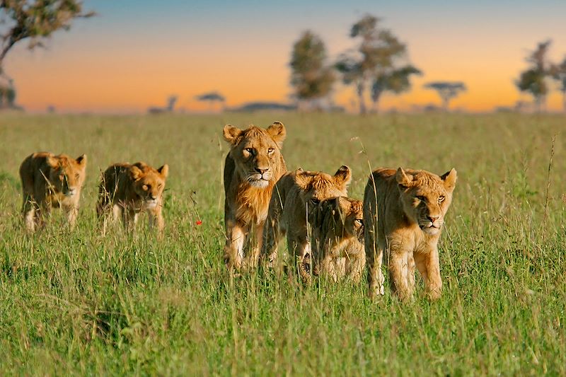 Safari confort dans les parcs du Serengeti, N'Gorongoro et Tarangire et balades au Lac Natron en camps de toile et lodges