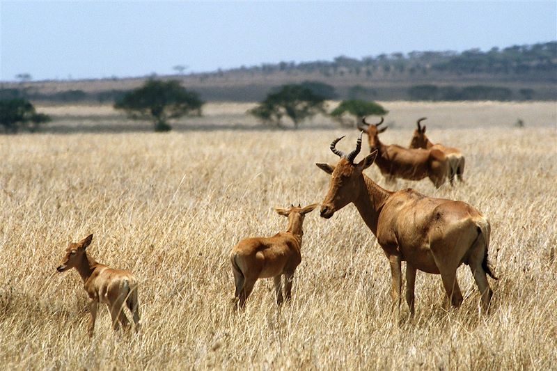 Jambo Tanzania !