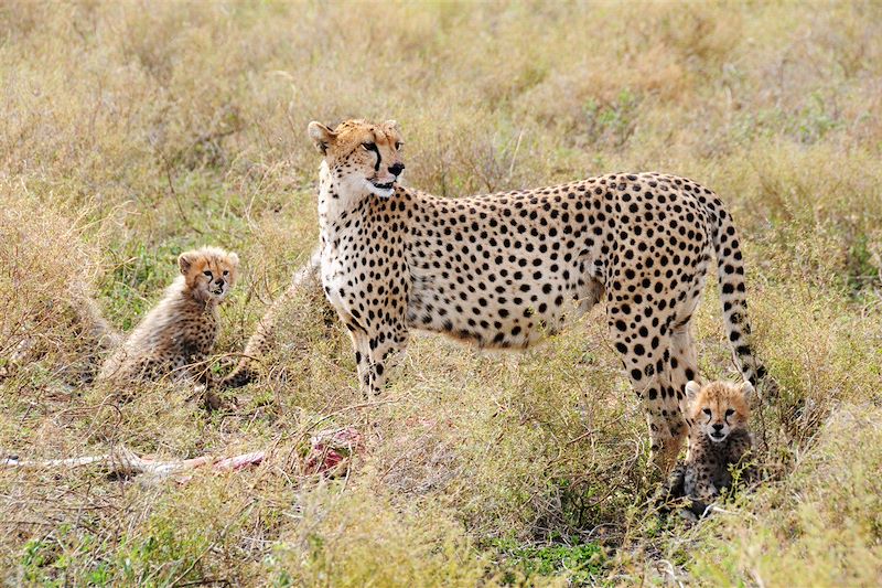 Parc du Serengeti - Tanzanie