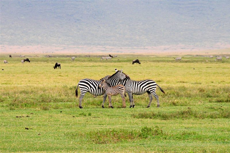 Cratère du Ngorongoro - Tanzanie