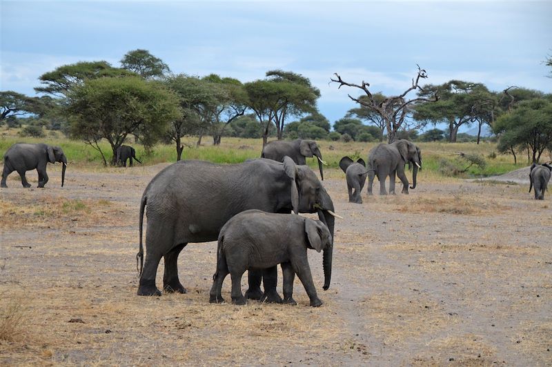 Parc national de Tarangire - Tanzanie