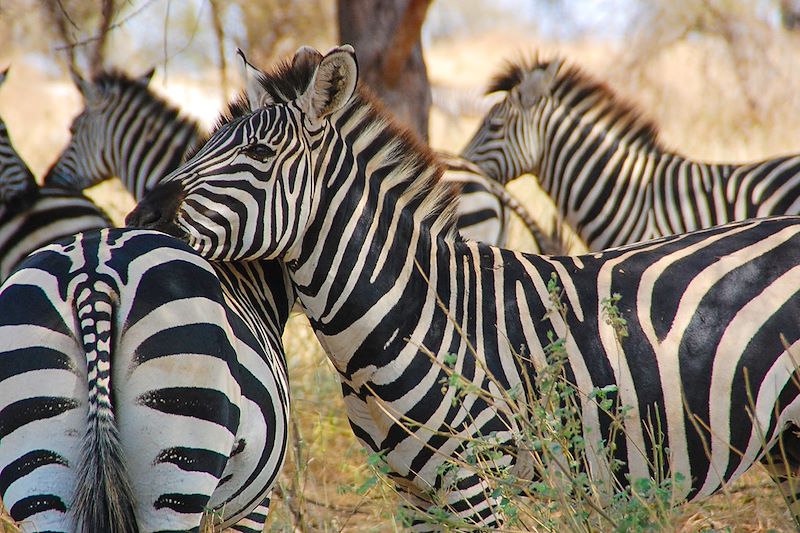 Dans le parc national de Tarangire - Tanzanie