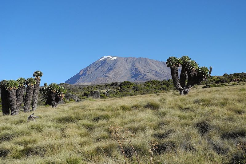 Le Kili par la voie Marangu