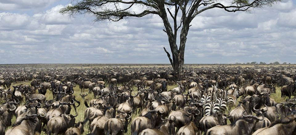 Safari sur la trace de la grande migration des Gnous en Tanzanie, au coeur du Serengeti, avant les douces plages de Zanzibar..