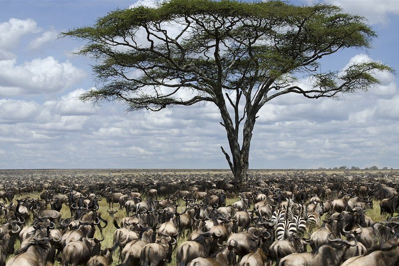 Safari sur la trace de la grande migration des Gnous en Tanzanie, au coeur du Serengeti, avant les douces plages de Zanzibar..
