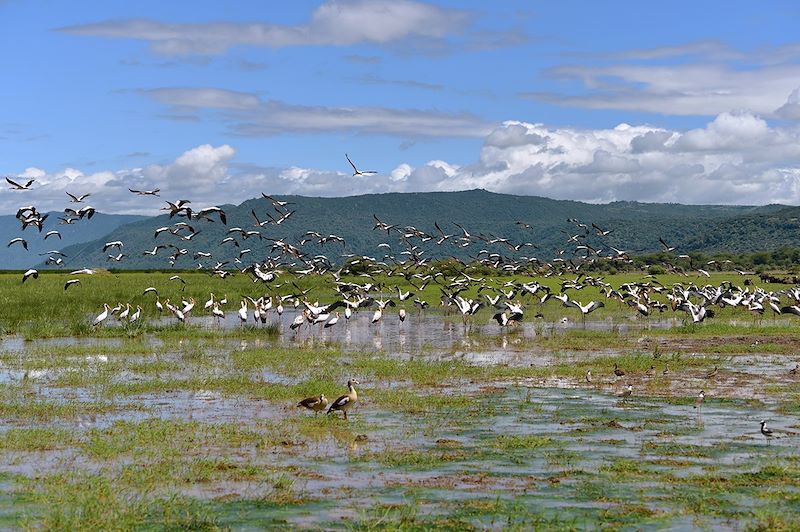 Lake Manyara - Tanzanie