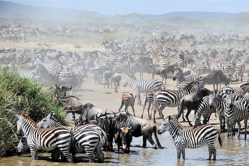 Serengeti - Tanzanie