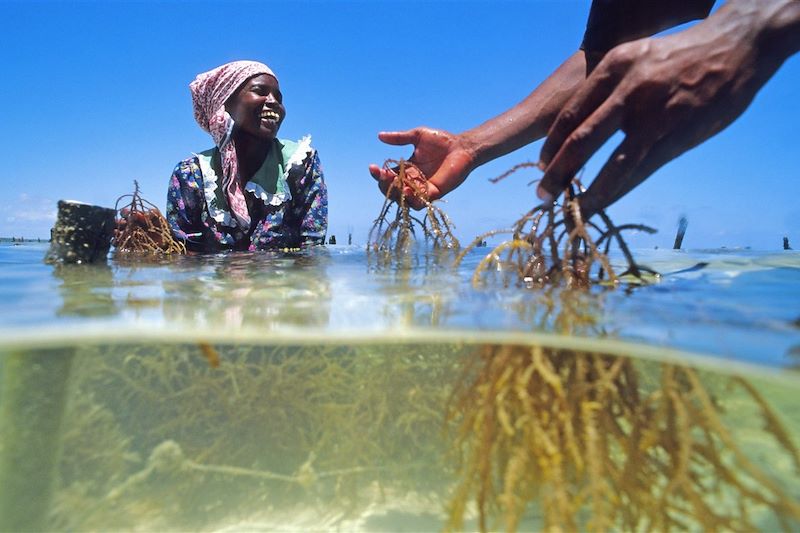 Collecte des algues à Jambiani - Zanzibar - Tanzanie