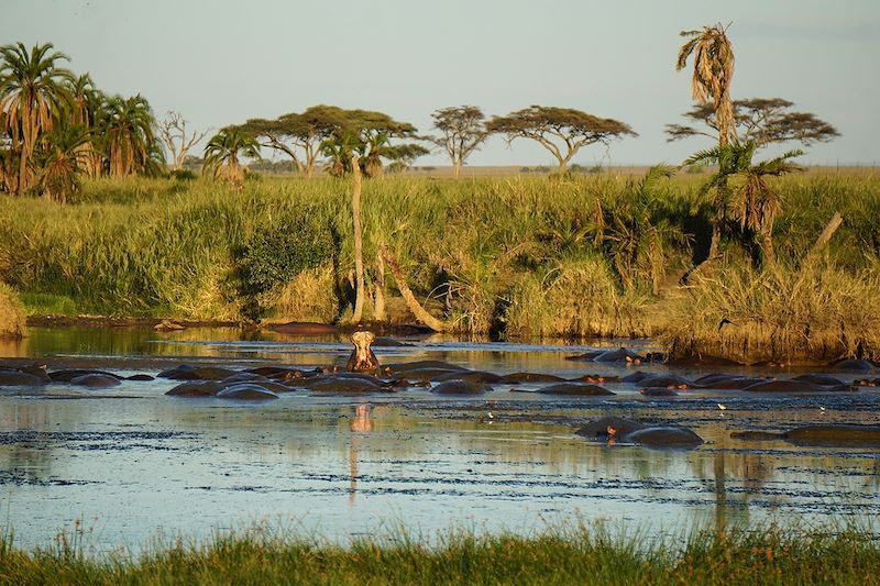 Hippopotames dans le parc du Serengeti - Tanzanie
