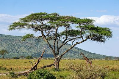 La Tanzanie sans compromis ! 4