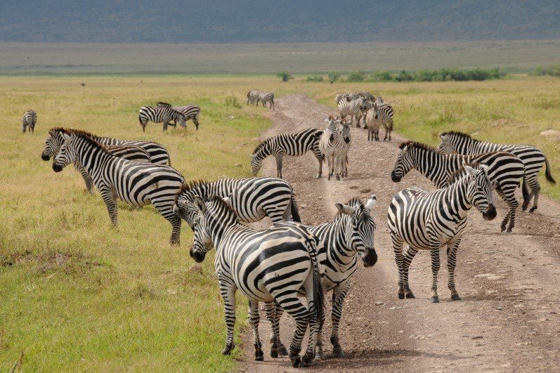 Cratère du Ngorongoro - Tanzanie