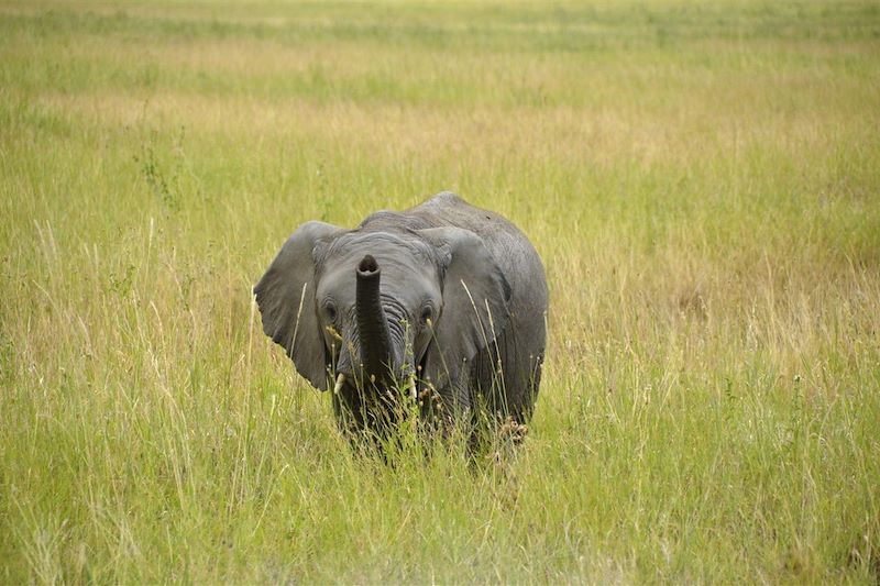 Parc National Serengeti - Tanzanie