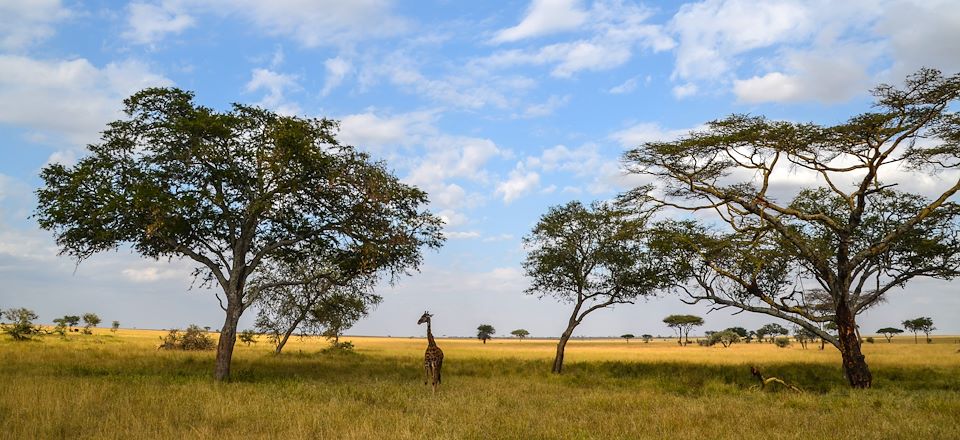 Safari en Tanzanie, du Serengeti au Tarangire, via le cratère Ngorongoro et le lac Manyara, une aventure en 4x4 avec tente de toit