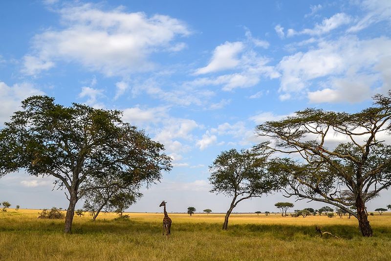 La Tanzanie sous les étoiles