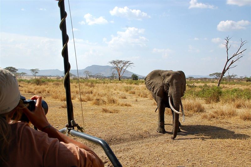 Eléphant dans le parc du Serengeti - Tanzanie