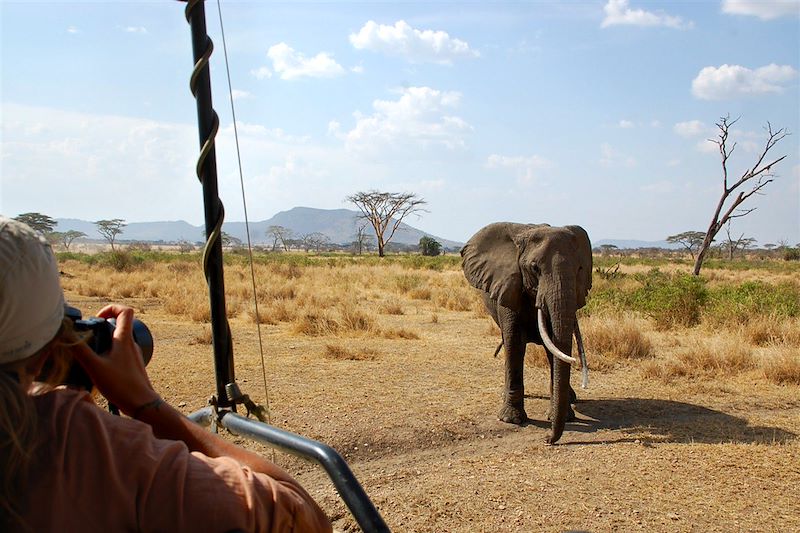 Eléphant dans le parc du Serengeti - Tanzanie