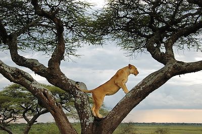 Trek sur le Kilimandjaro, Safari & Zanzibar 2