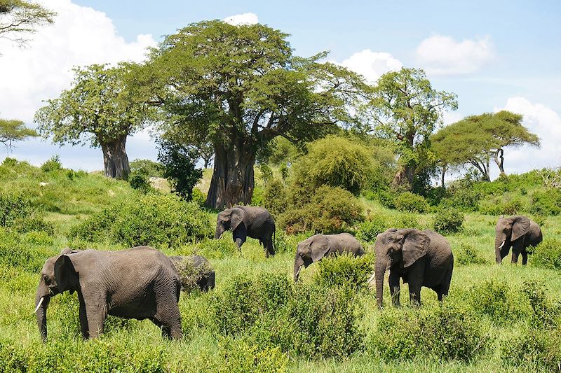 Éléphants dans le parc du Tarangire - Tanzanie